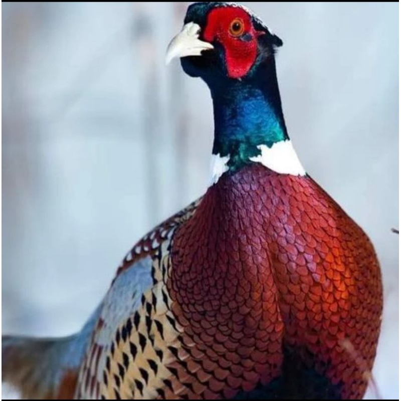 

TELUR AYAM HIAS RINGNECK PHEASANT JENIS GREEN FERTIL ASLI UNTUK DI TETASKAN - RINGNECK GREEN