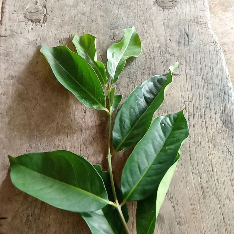 

daun salam segar 100lembar