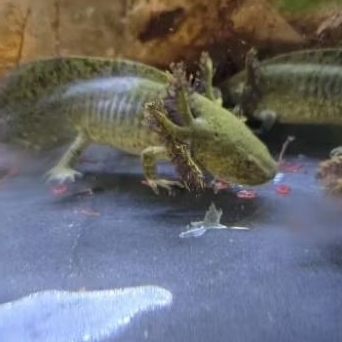 Axolotl tiger 11-12cm