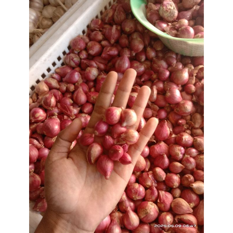 

Bawang merah Probolinggo tanggung kecil