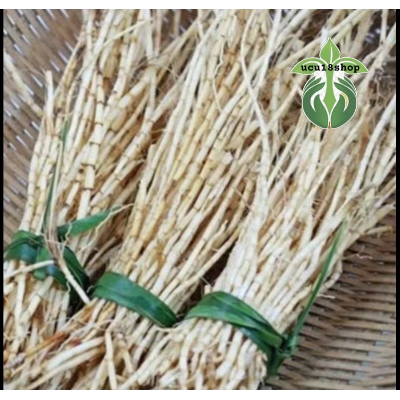 

Akar alang alang bersih segar/fresh per 250gram