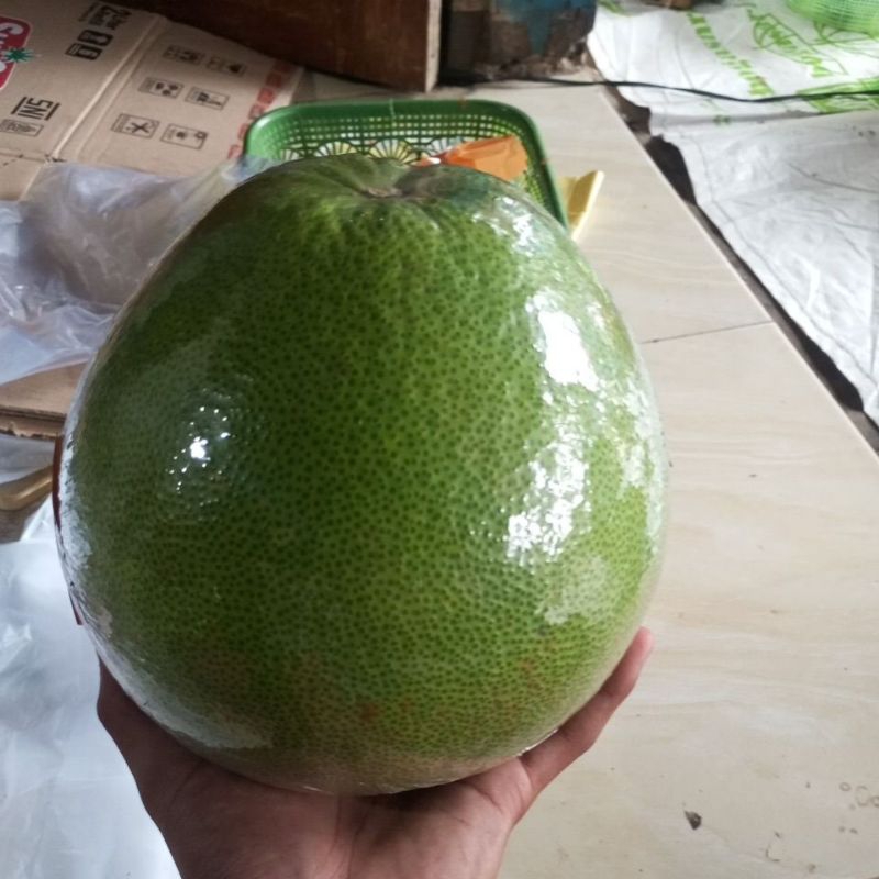 

jeruk pamelo berat 2-3kg bergaransi 100%