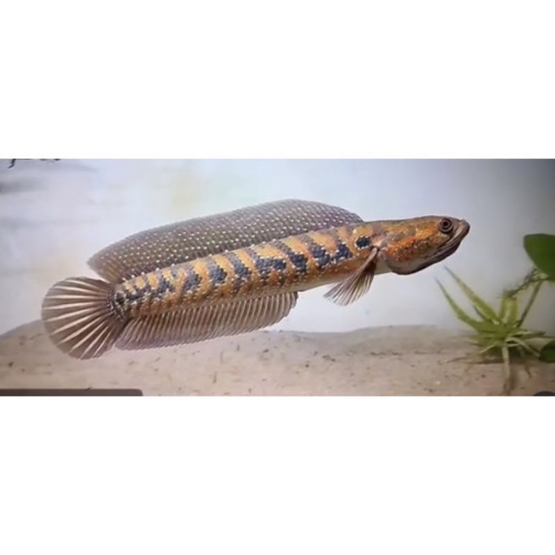 ikan chana asiatica rsws