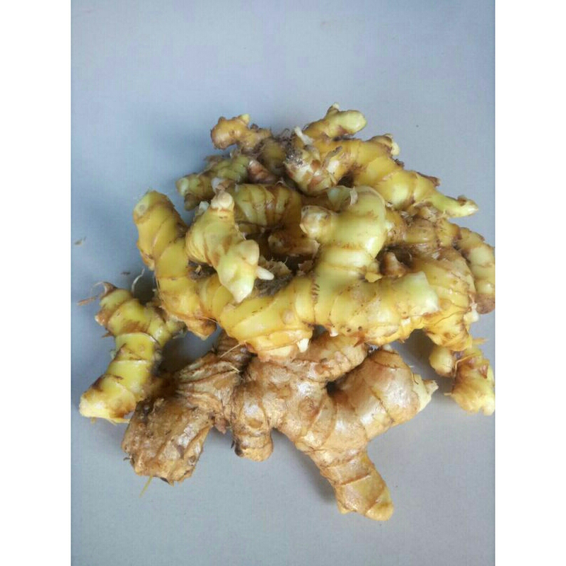 

1kg Lempuyang segar (Zingiber zerumbet)