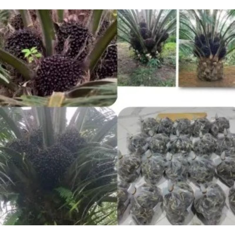 Bibit Kecambah Kelapa Sawit SEU Supreme/benih Kecambah Berkualitas