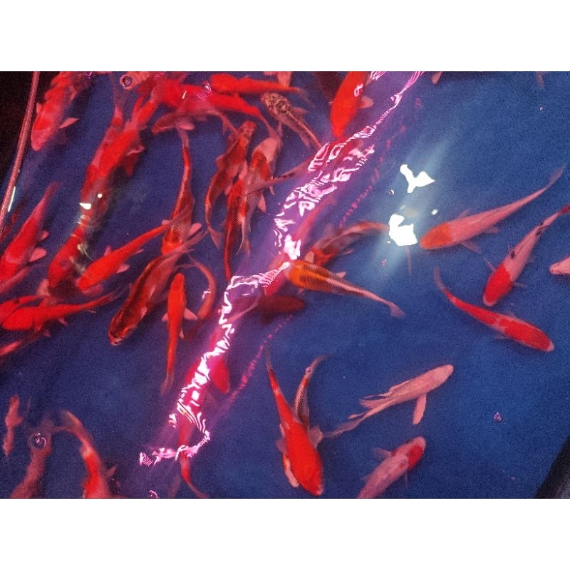 ikan koi blitar 15 - 20 cm