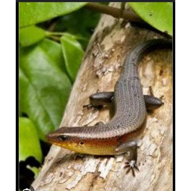 kadal.kebun.uman.pancing.