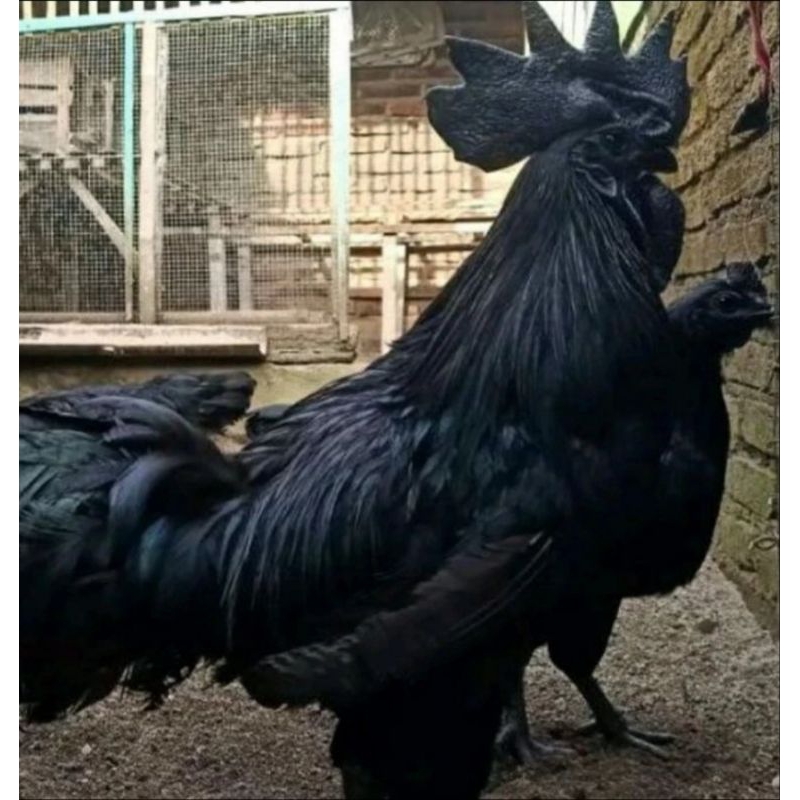 

telur ayam cemani lidah hitam siap netas