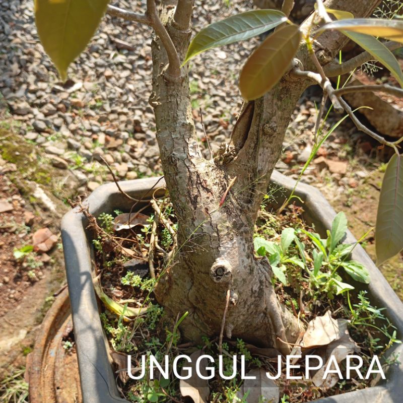 BONSAI BUNUT PUCUK MERAH