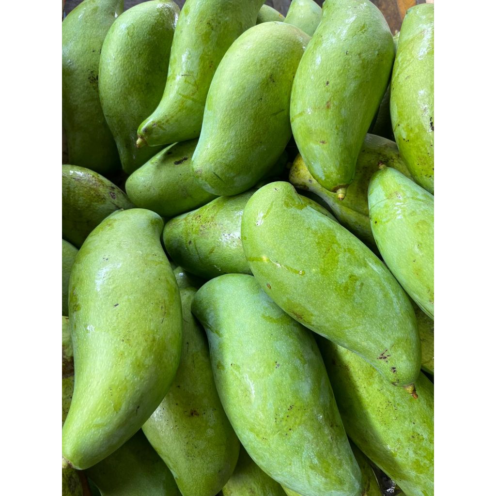 

Mangga Kiojay - Manis, Besar, dan Berkualitas Premium. Free Bumbu Rujak Bangkok