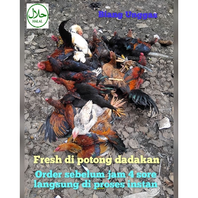 

ayam kampung asli fresh / ayam kampung muda jantan dan betina / ayam liar