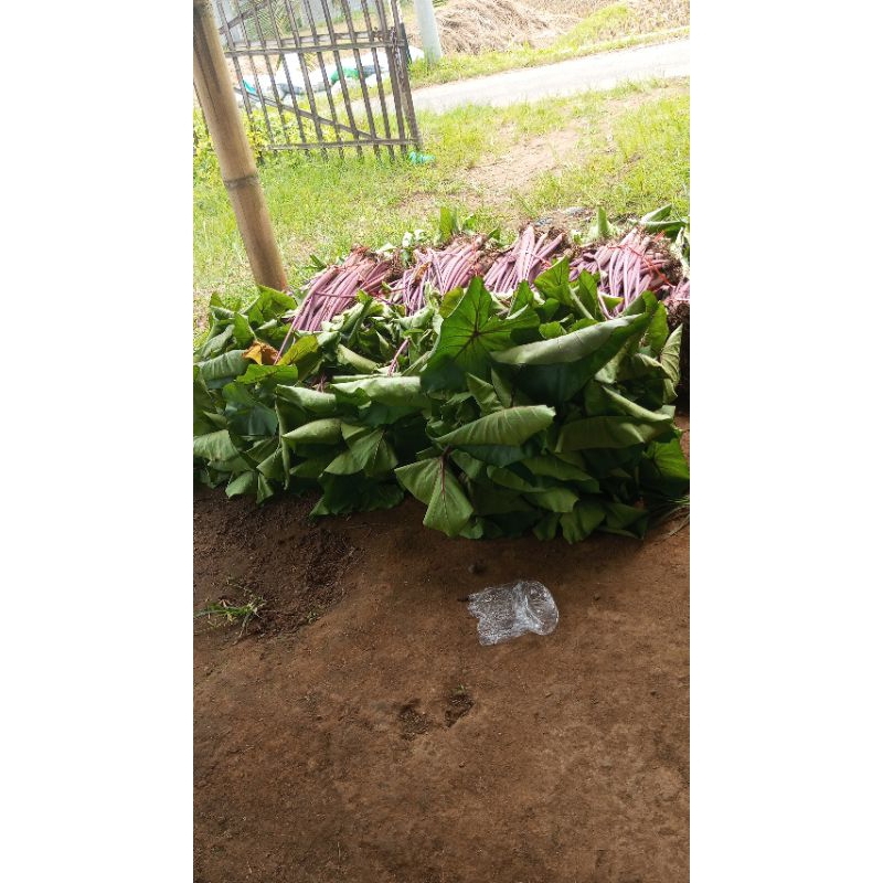 bibit talas Pratama 3