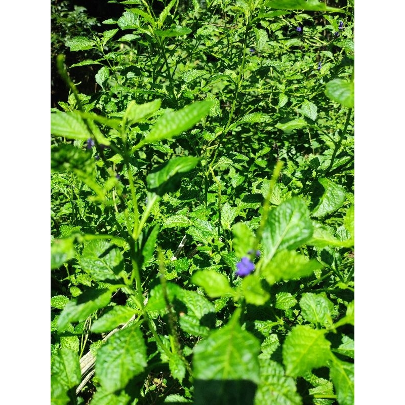 

Pecut Kuda Segar 200gr | Herbal Alami Rematik, Pegal Linu & Penambah Stamina