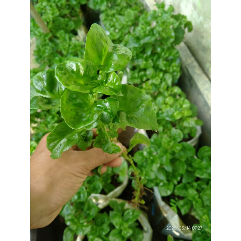 

Tanaman sayur bayam brazil