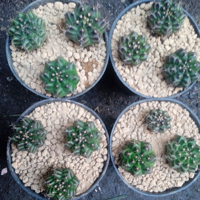 Kaktus Mihanovichi Spink