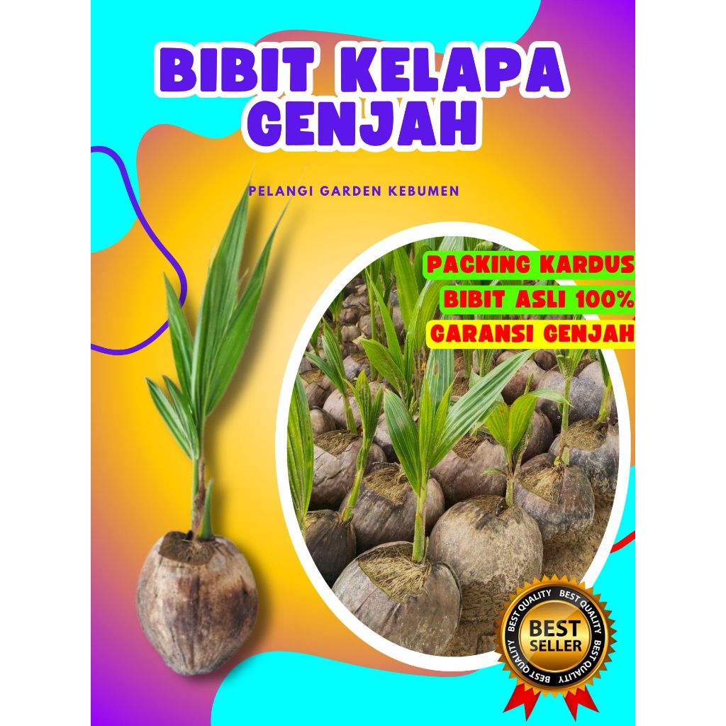 BIBIT UNGGUL.. Bibit Kelapa Hibrida Hijau Pendek, Bibit Kelapa Hibrida, Bibit Kelapa Hibrida Bersert