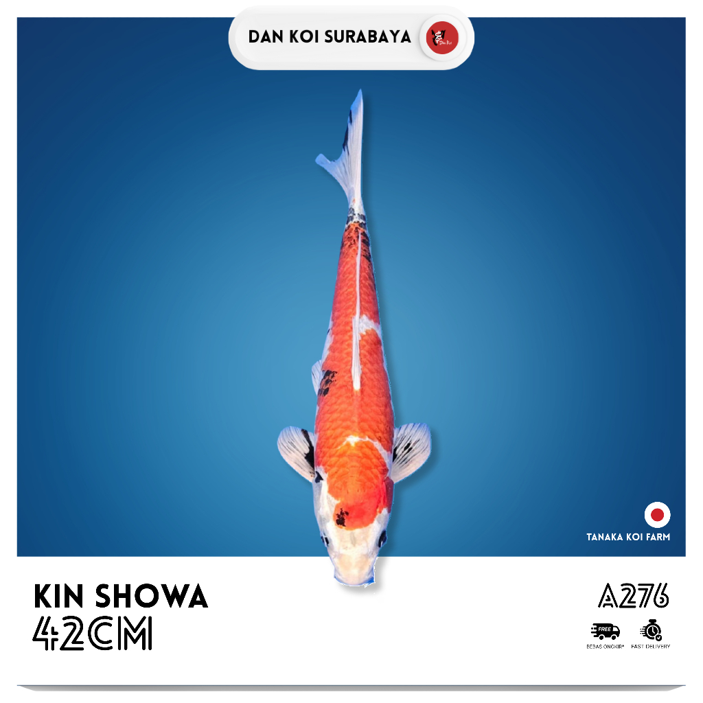 Ikan Koi Import Kin Showa (Tanaka Koi Farm) Kode A276