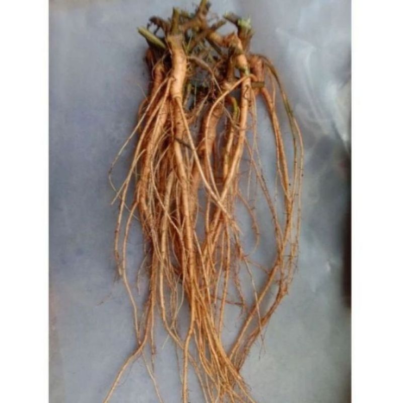 

Akar Putri malu segar terjamin kualitasnya Sudah bersih sudah di cuci size 250 gram