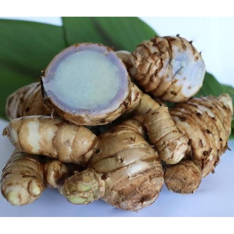 

Kunyit hitam segar temu hitam segar 250 gram
