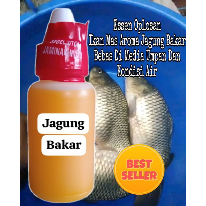 ESSEN OPLOSAN JAGUNG BAKAR UNTUK IKAN MAS