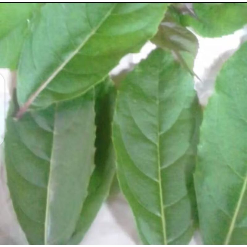 Daun srigunggu atau senggugu obat gurah alami