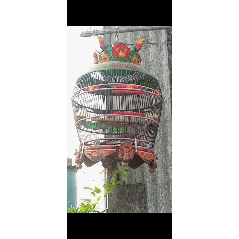 tekukur alam kuk4/5 jantan, tekukur bacspot kuk2 betina, perkutut cemani gacoran