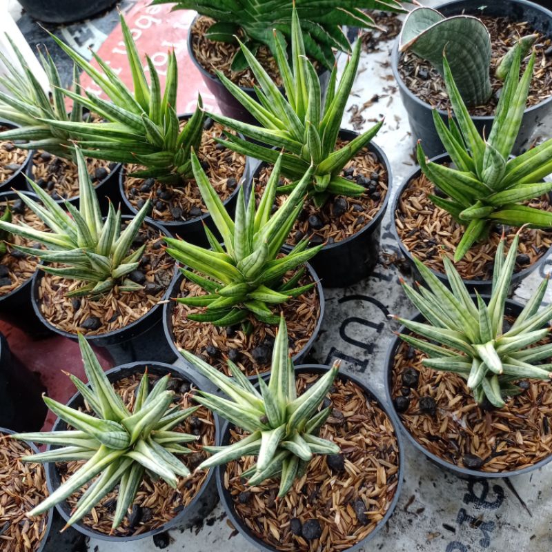 SANSIVERA FRANSISI VARIGATA