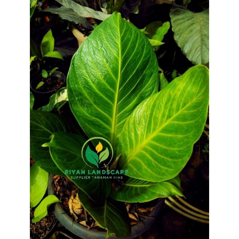 Tanaman Anthurium cobra catalog jemani-anthurium Zemani