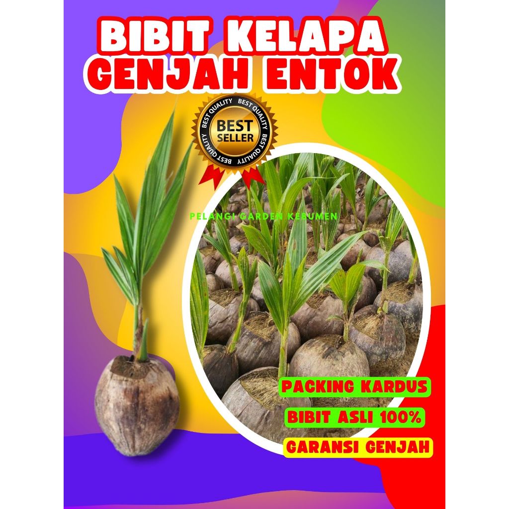 TERLARIS.. Bibit Buah Kelapa Kopyor Besar, Bibit Buah Kelapa Kopyor Bogor, Bibit Buah Kelapa Kopyor 