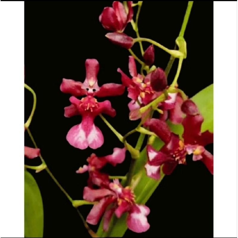 ANGGREK ONCIDIUM DEWASA SIAP BERBUNGA ONG KHOT - BUNGA ANGGREK ONCIDIUM DEWASA