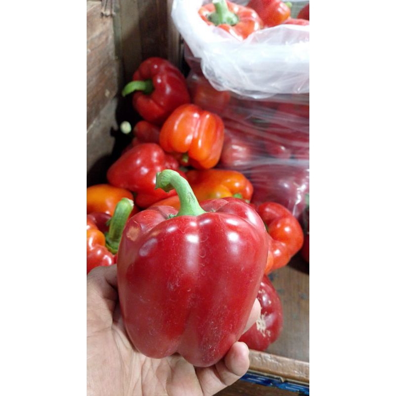 

paprika merah/red bell pepper