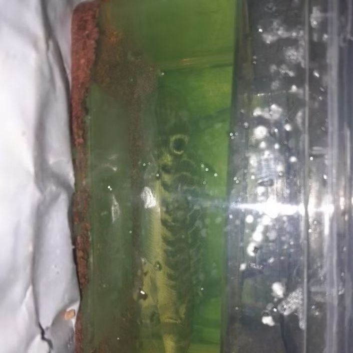 ikan channa maru ys ukuran 15 cm galak