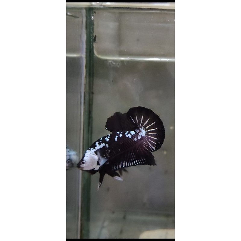 ikan cupang black mamba