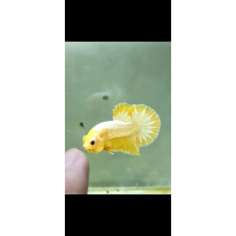 cupang yellow copper grade A+