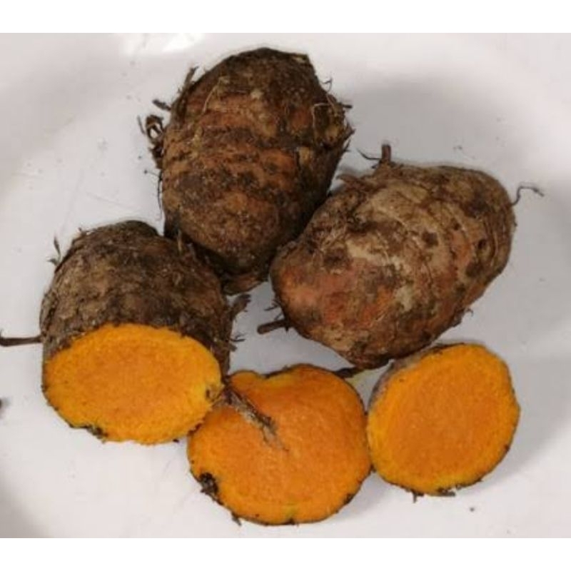 

Empu kunyit biang kunyit induk kunyit segar 1 kg