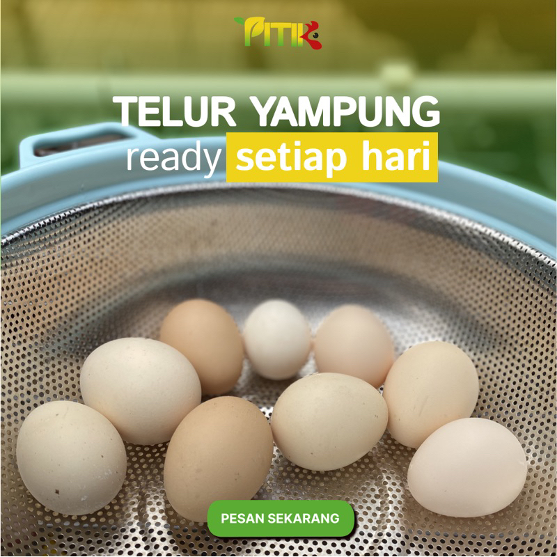 

Telur Ayam Kampung Organik Fresh 10 Biji - Pitikampung