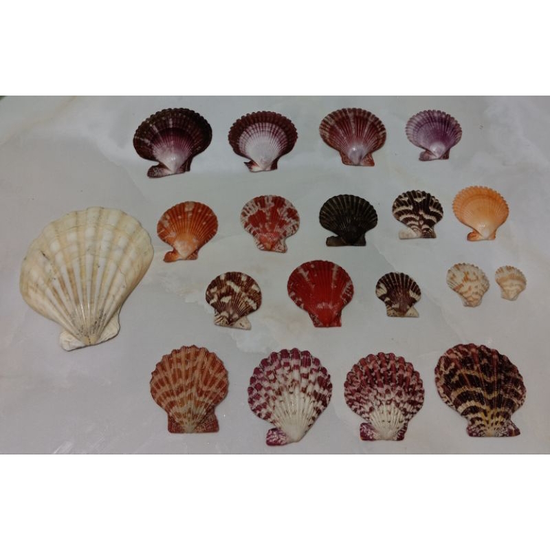 cangkang kerang kipas  cantik