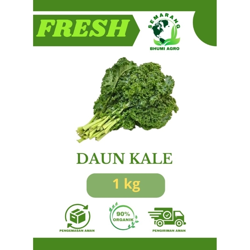

Daun Kale Curly Segar & Organik – 1 Kg | BHUMI AGRO