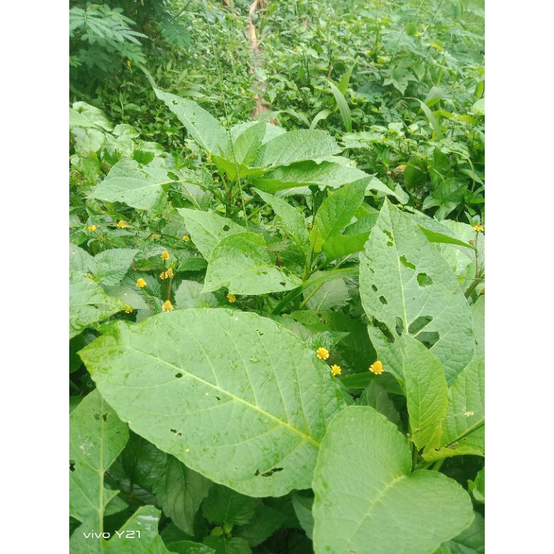 

daun kecubung sgar petix langsung 1/kg