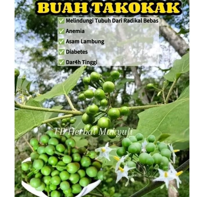 

Buah Takokak Atau Cepokak Buah Berkhasiat