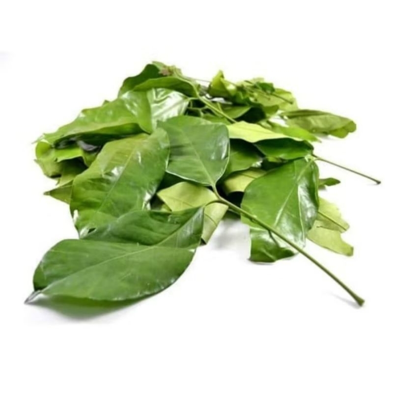 

daun melinjo segar ( per ikat )