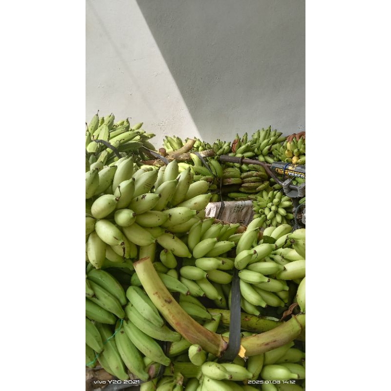 

pisang barlin masih segar 1 sisir berat 1 kg mlenos".