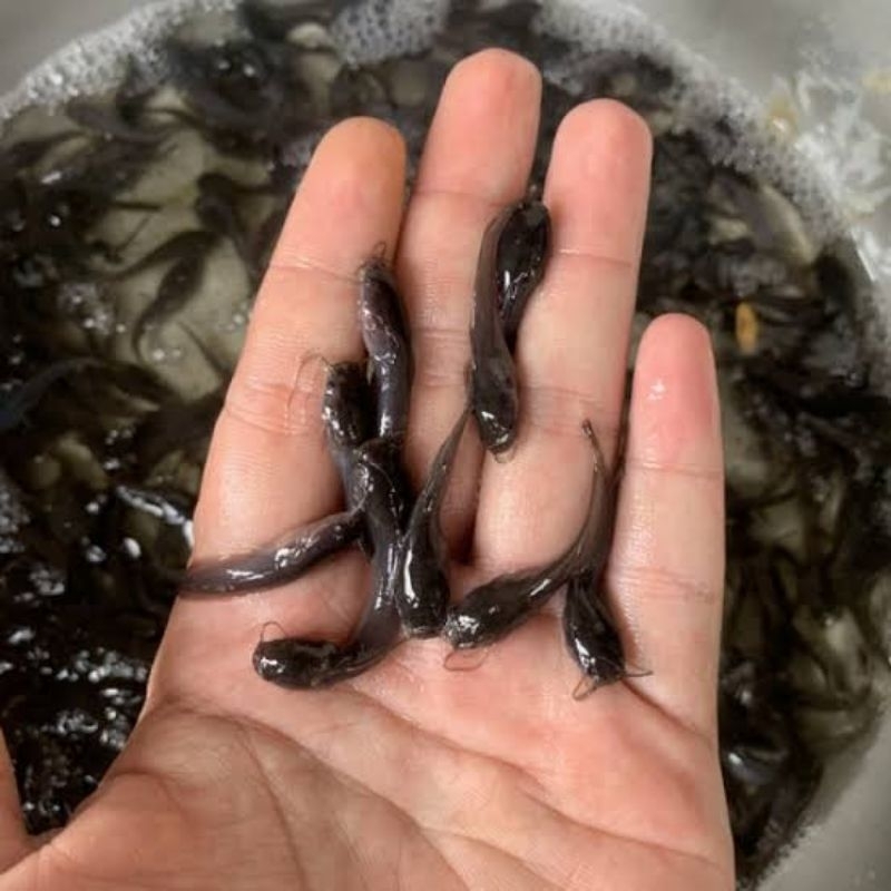 Bibit Lele 2 3 4 CM / Bibit Lele Hidup Termurah/ Bibit Lele Segar 2 3 4 CM