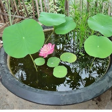 Benih Biji Bunga Teratai Mini 25 Butir – Lotus Seed Aquascape & Herbal