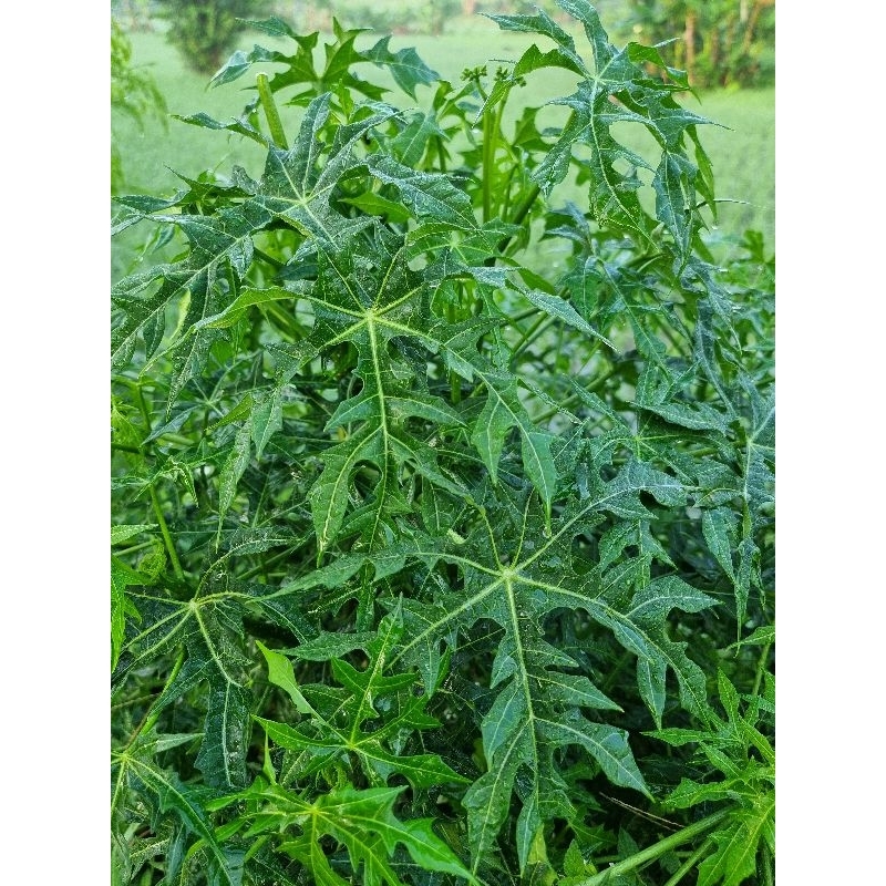 

PEPAYA JEPANG.DAUN GEDI