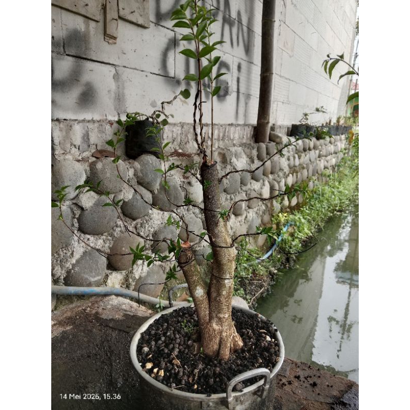 bahan bonsai anting putri Vietnam sudah trubus bogel