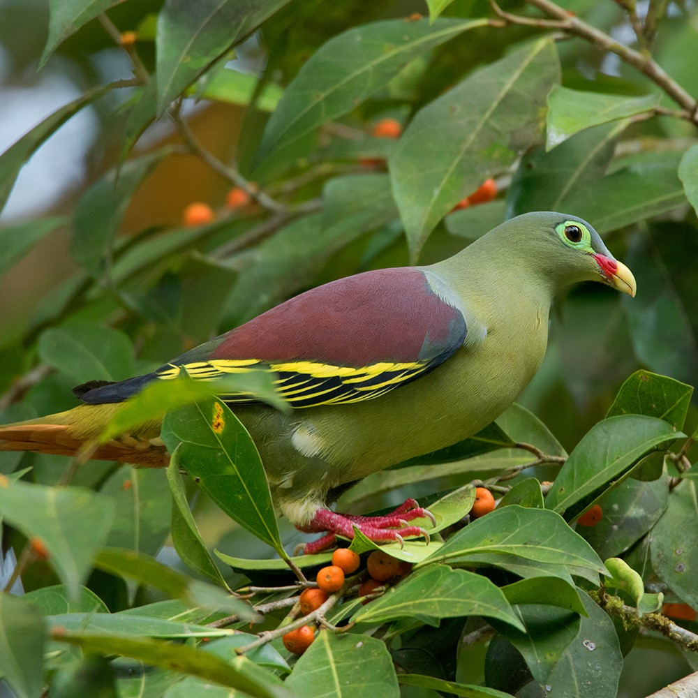 Burung Punai Hijau Besar Warna Cantik Sepasang Untuk Aviary atau Hiasan