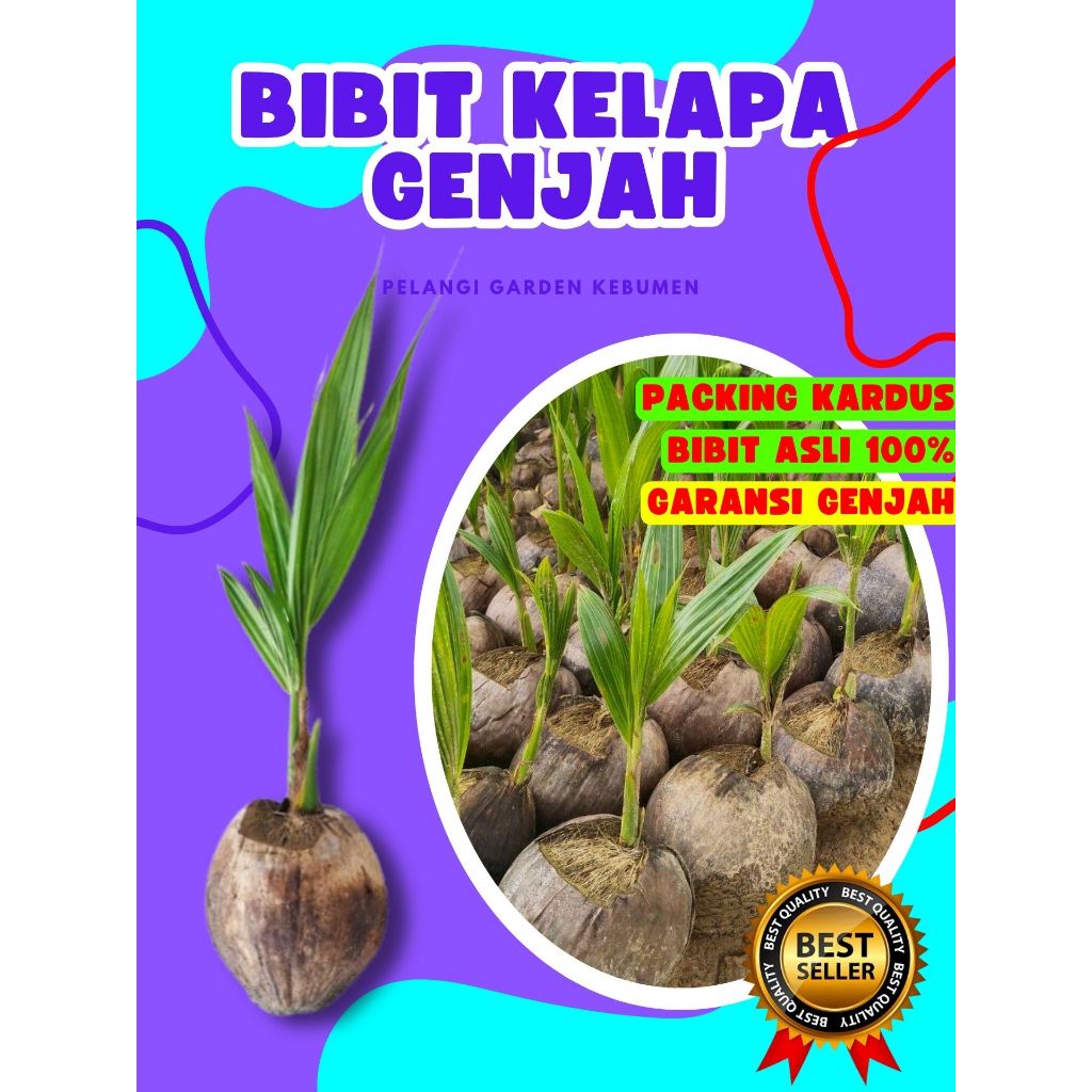 CEPAT BERBUAH.. Bibit Buah Kelapa Kopyor Madu, Bibit Buah Kelapa Kopyor Sumenep, Bibit Buah Kelapa K
