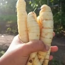 

Terbaik ubi Garut 1kg