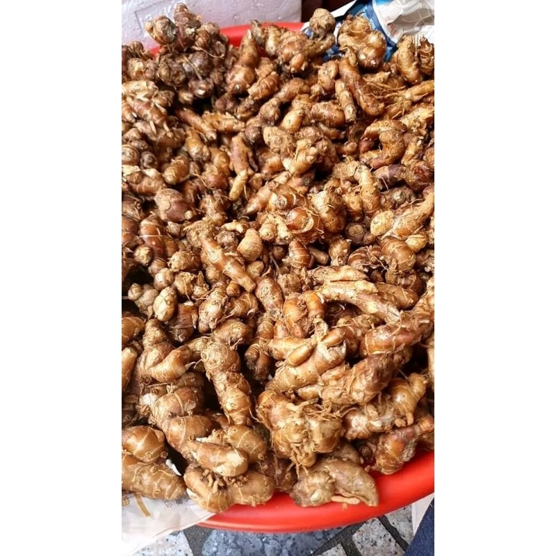 

KENCUR BESAR DARI PETANI LANGSUNG 500g